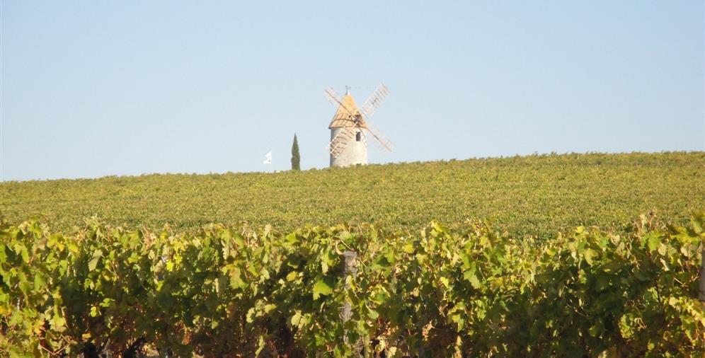 Le Vignoble de Coganc près du Camping Les Ombrages, camping 2 étoiles à 250m de la plage, location de mobil homes, camping résidentiel à Meschers sur Gironde près de Royan en Charente Maritime