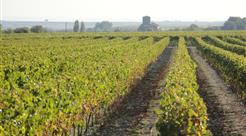 Le Vignoble de Coganc près du Camping Les Ombrages, camping 2 étoiles à 250m de la plage, location de mobil homes, camping résidentiel à Meschers sur Gironde près de Royan en Charente Maritime