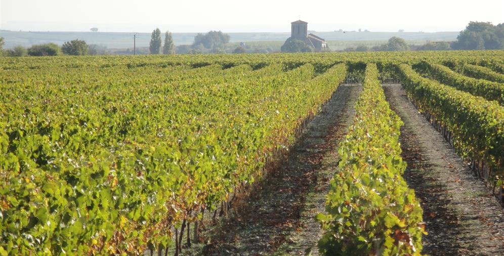 Le Vignoble de Coganc près du Camping Les Ombrages, camping 2 étoiles à 250m de la plage, location de mobil homes, camping résidentiel à Meschers sur Gironde près de Royan en Charente Maritime