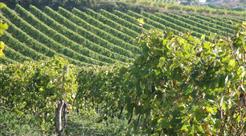 Le Vignoble de Coganc près du Camping Les Ombrages, camping 2 étoiles à 250m de la plage, location de mobil homes, camping résidentiel à Meschers sur Gironde près de Royan en Charente Maritime