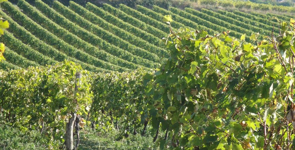 Le Vignoble de Coganc près du Camping Les Ombrages, camping 2 étoiles à 250m de la plage, location de mobil homes, camping résidentiel à Meschers sur Gironde près de Royan en Charente Maritime