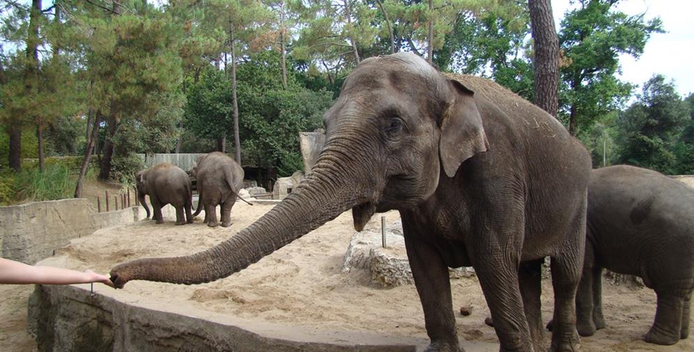 Le Zoo de La Palmyre près du Camping Les Ombrages, camping 2 étoiles à 250m de la plage, location de mobil homes, camping résidentiel à Meschers sur Gironde près de Royan en Charente Maritime