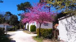 Location de mobil homes au Camping Les Ombrages, camping 2 étoiles à 250m de la plage, camping résidentiel à Meschers sur Gironde près de Royan en Charente Maritime