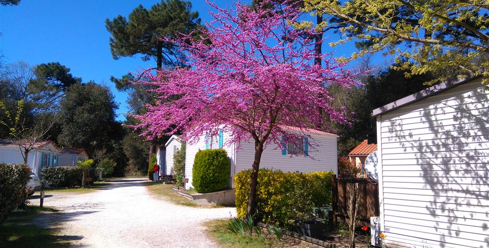 Location de mobil homes au Camping Les Ombrages, camping 2 étoiles à 250m de la plage, camping résidentiel à Meschers sur Gironde près de Royan en Charente Maritime